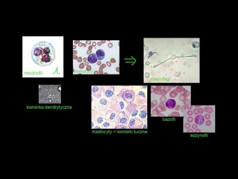 Wideo: Związany Z Receptorem System Proreninowy Przyczynia Się Do Rozwoju Stanu Zapalnego I Angiogenezy W Proliferacyjnej Retinopatii Cukrzycowej