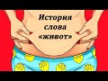 История слова &quot;живот&quot;