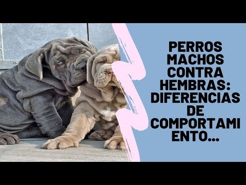 Perros Machos Contra