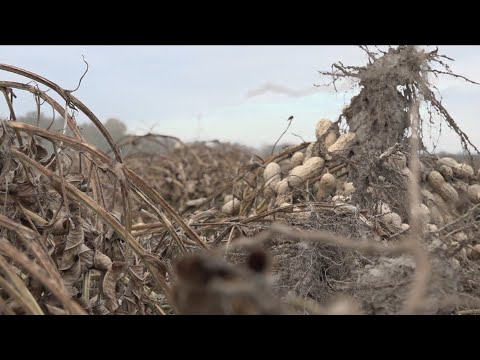 Video: Virdžīnijas zemesriekstu informācija - uzziniet par Virdžīnijas zemesriekstu šķirņu audzēšanu