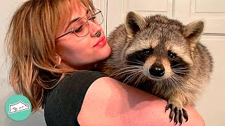 Naughty Raccoon Convinced He’s A Dog And Asks For Belly Rubs | Cuddle Buddies