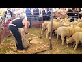 Exhibición de esquila por el campeón nacional en Villaralto