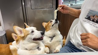 What's the reaction of the 8corgis who tasted the dog owner's favorite "this" for the first time?