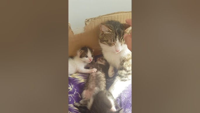 Трансвеститтің мүшесін сору Қынаптың орнына жыныс мүшесі бар әйел