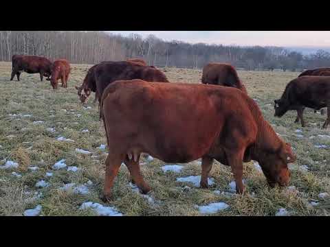 Video: What To Look For When Choosing A Cow