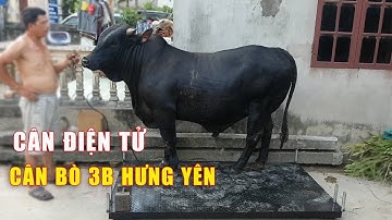 Cân điện tử Cân Bò 3B khủng tại Hưng Yên | Cân Hoàng Thanh 0987 059 224