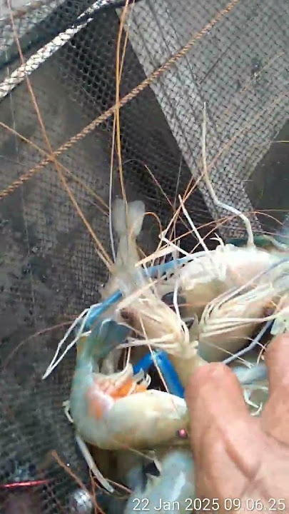 udang sei keladi.