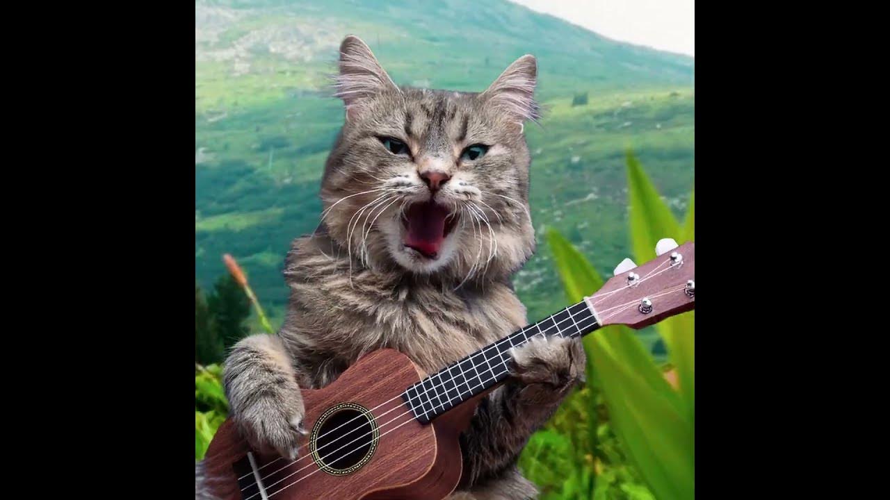 🐱🎶 Cat Enjoys Ukuleles but Can't Sing! 😂🎸 #silly #humor #cats #ukulele #animation #fun