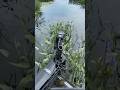 Powerpole move zr cutting through thick vegetation and weeds  powerpolemove radioworld
