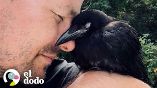 Cuervo salvaje toma café con su salvador todos los días | Corazones Salvajes | El Dodo