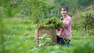 Harvesting Wild Vegetables to Sell, Growing Vegetables, Mountain Family Farm | EP. 47