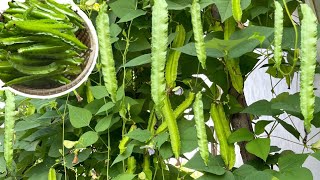 Growing Winged Beans from Seeds || No dig gardening