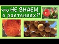 🟢 что НЕ ЗНАЕМ о растениях🍒? Природа балканского полуострова. Средиземноморье плодовые деревья🌳