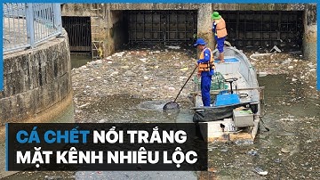 Cá chết nổi trắng mặt kênh Nhiêu Lộc - Thị Nghè | Zingnews