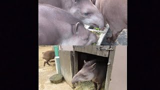 Download Lagu See the beauty and shape of the tiber animal؟؟ MP3