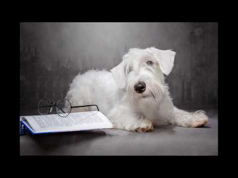 raindancer sealyham terriers