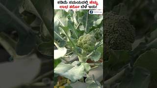 Low Investment Farming Tips - Profitable Broccoli Farming Shorts BroccoliFarming FarmingTips