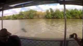 Saltwater Crocodile attempts attack on Tour Guide
