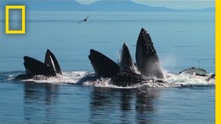 Whales Team Up In Amazing Bubble-Net Hunt National Geographic