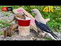  247 live cat tv for cats to watch  cute birds chipmunks and squirrels 4k