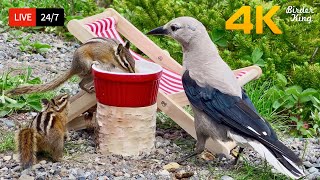 🔴 24/7 LIVE: Cat TV for Cats to Watch 😺 Cute Birds Chipmunks and Squirrels 4K