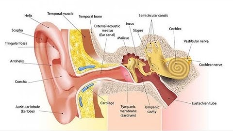 Class 6th Science Chapter 2 ( Sense Organ ) | Ear