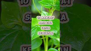 10 Manfaat Sirih Cina Untuk Kesehatan | Yuksehat Diary #sirih #daunsirih #sirihcina
