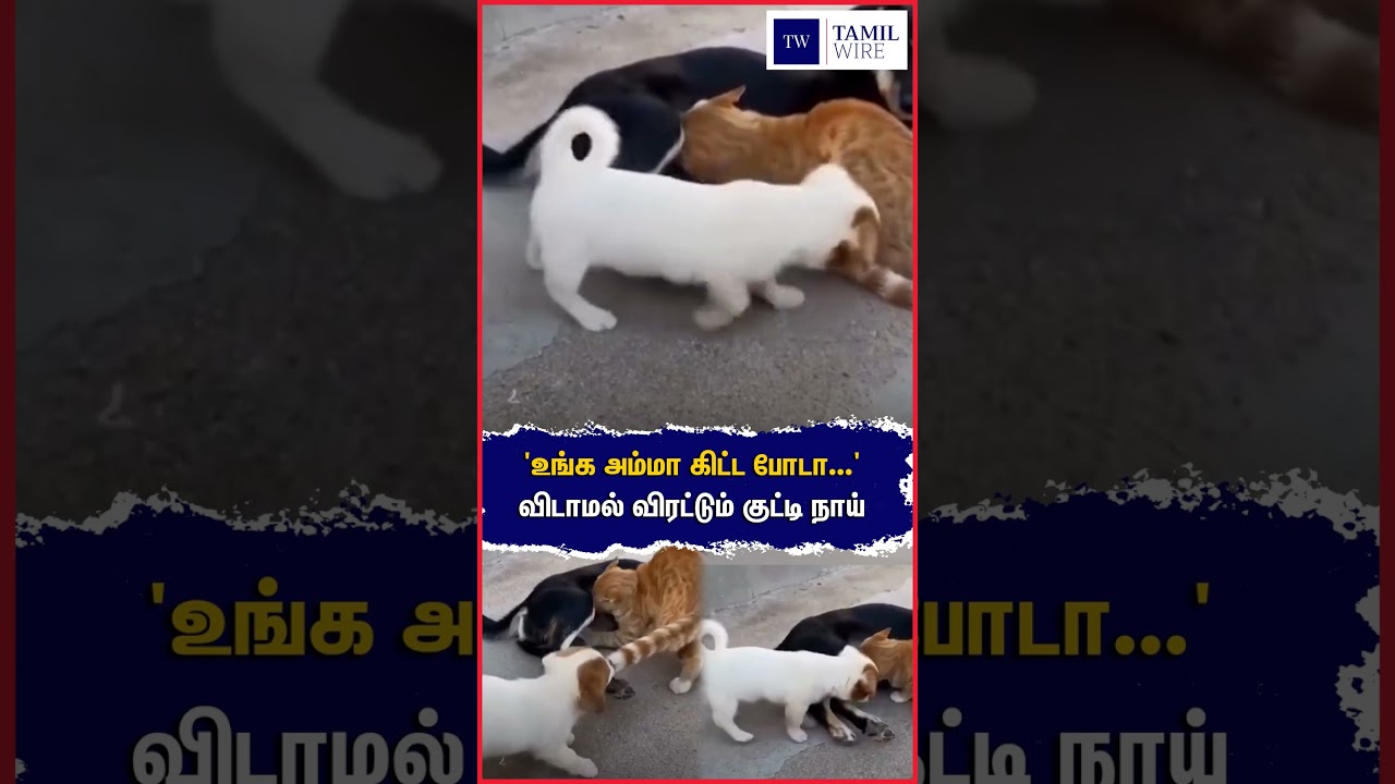 'உங்க அம்மா கிட்ட போடா...' விடாமல் விரட்டும் குட்டி நாய்  #Dog #Cat #catlovers #Funny #DogVsCat