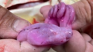 MUTANT PYTHON HATCHED  😱