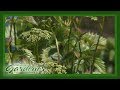 Viburnum | Volunteer Gardener