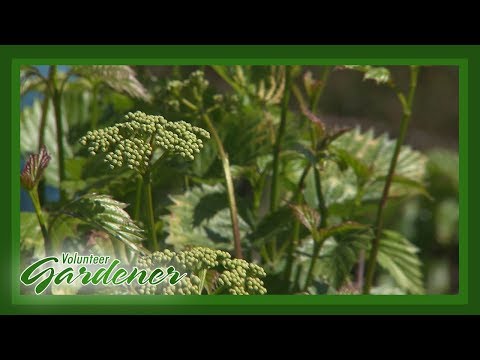 Vídeo: Mapleleaf Viburnum Arbusts - Com cuidar un Mapleleaf Viburnum