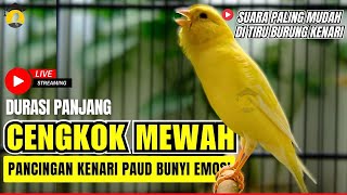 🛑 KICAU BURUNG | Kenari GACOR PANJANG INI Cocok untuk Masteran KENARI PAUD dan Kenari Macet BUNYI