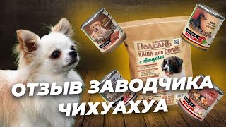 Чем кормить Чихуахуа / Каша для собак ПолканЪ / Натуральный корм для собак