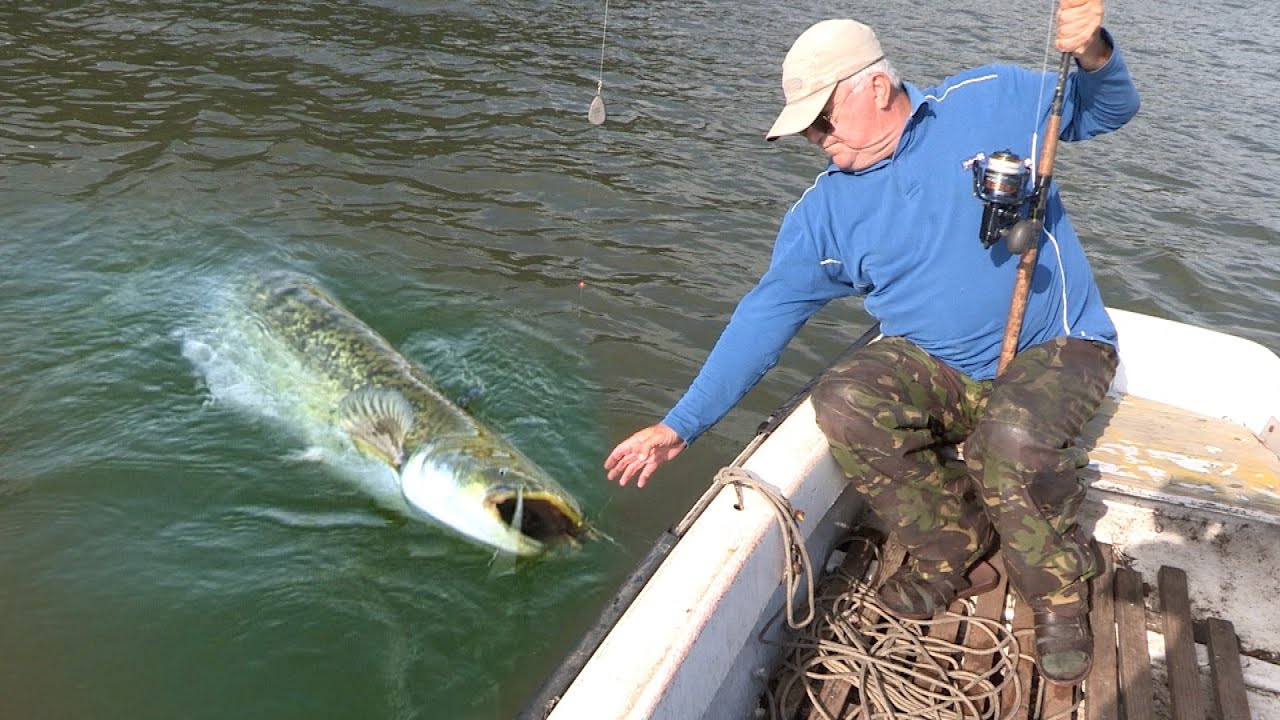 Pecanje soma na Dunavu - Dubinsko pecanje soma na skakavca - Alasi na Dunavu | Fishing catfish