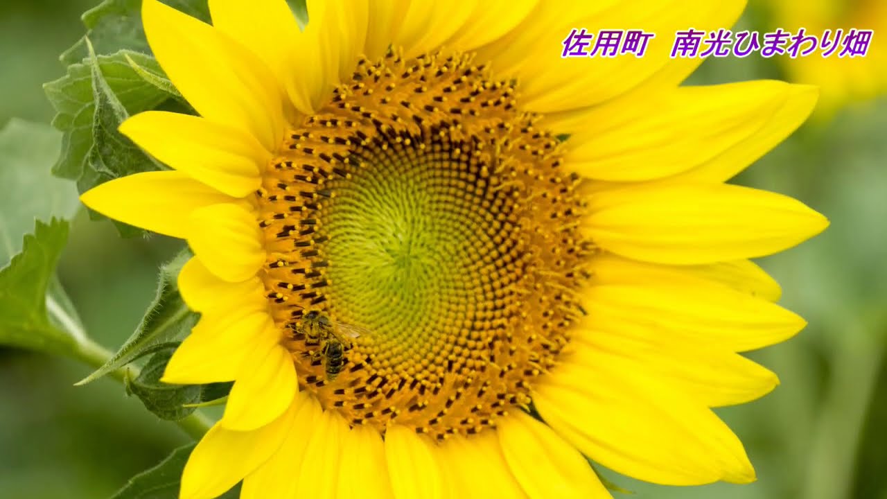 佐用町ふくろう寺 光明寺 と南光ひまわり畑 道の駅宿場町平福 Youtube 佐用町ふくろう寺 光明寺 と南光ひまわり畑 道の駅宿場町平福 Youtube
