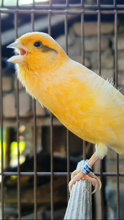 canary singing sweetly | birds sound #canary #bird #funnyanimals #funny #shorts