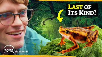 Searching for the world’s lost frogs