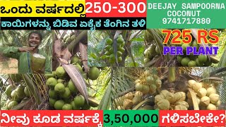 Deejay sampoorna per coconut plant price 725 | Deejay sampoorna coconut nursery |Hybrid coconut