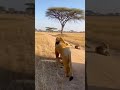 Will the Lions Accept Him 🦁 A Lion Costume in the African Savanna #shorts