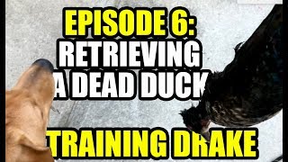 Retrieving a Dead Duck