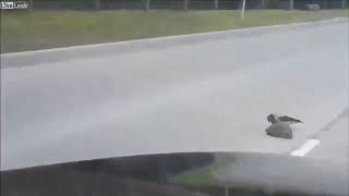 A Bird Explaining To A Hedgehog That It Has To Cross The Road So It Doesnt Die.