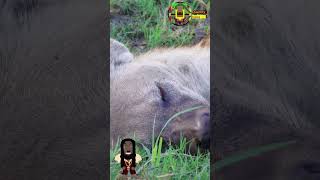 Nap Time #shorts, #hyena, #natureasmr, #asmr