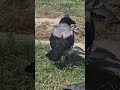 The hungry birds always appreciate our support!