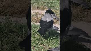 The hungry birds always appreciate our support!