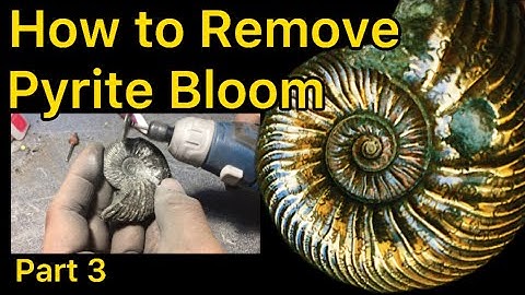 How to How to Prep Pyrite Ammonites (Dremel 290) Part 3 of 4