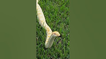 Albino Burmese python handling outside 💯‼️