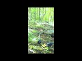 Crows Trail Camera Timelapse #shorts