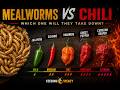What Happens When Mealworms Eat 5 Different Chilis?