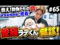 救え!動物たちの命 救急動物病院に密着!#65