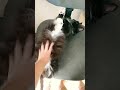Ну что наберём 5 лайков за видео с моей кошечкой Shorts Music Animals Funny Cat Cute Ну что наберём 5 лайков за видео с моей кошечкой Shorts Music Animals Funny Cat Cute
